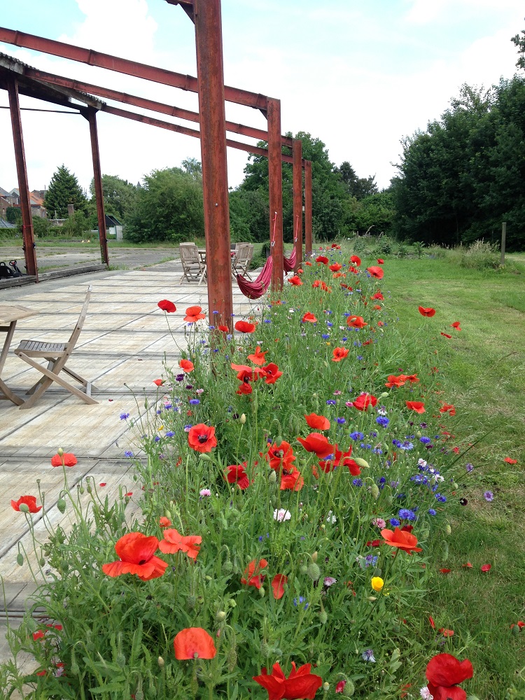 Klaprozen in bloei op de bloemenweide